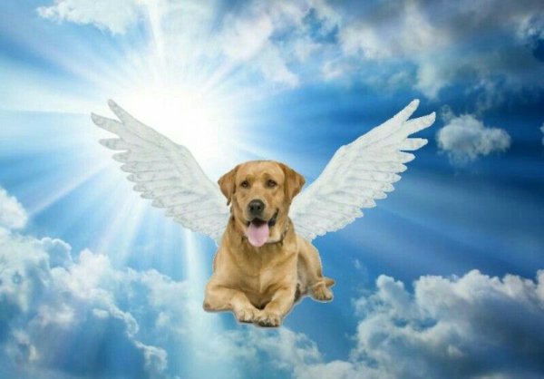 Заяц на облаке