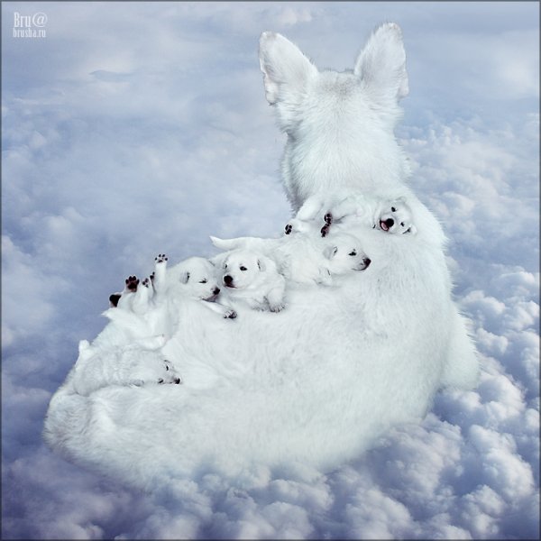 Собака на небесах