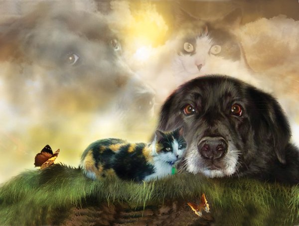 Мост радуги