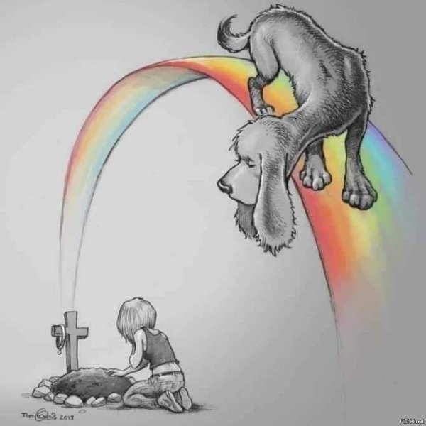 Животные на радуге