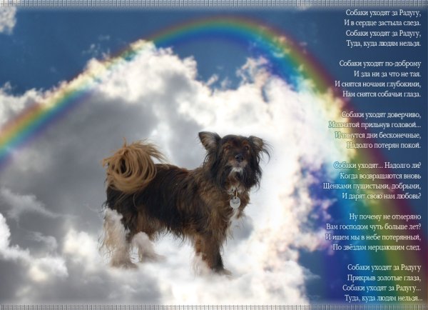 Слова соболезнования о смерти собаки