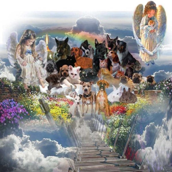 Собака на фоне неба