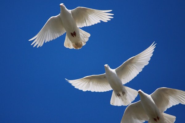 Белый голубь улетает