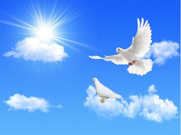 Белый голубь в облаках