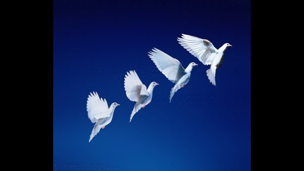 Летающий голубь