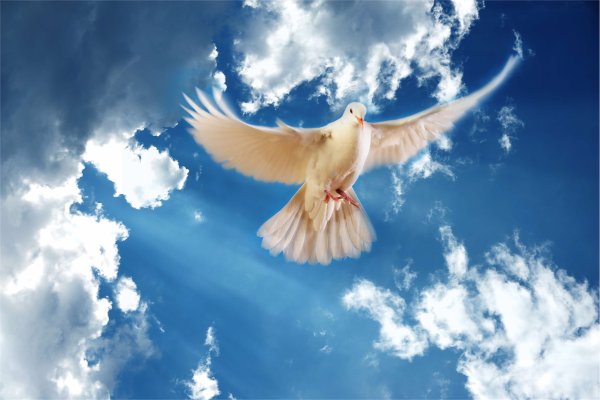 Ангел с голубем