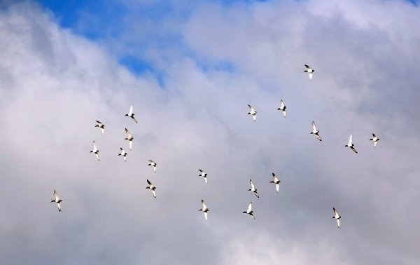 Белые птицы в небе