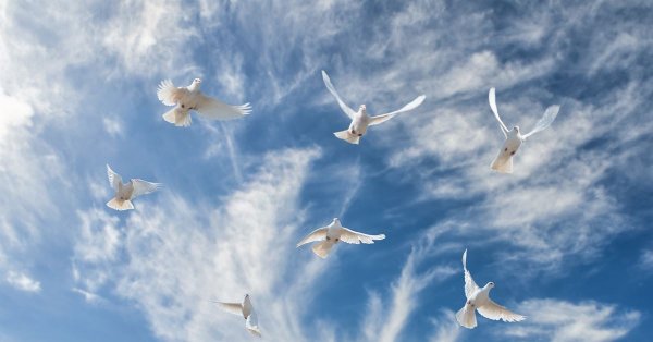 Небо голуби купола