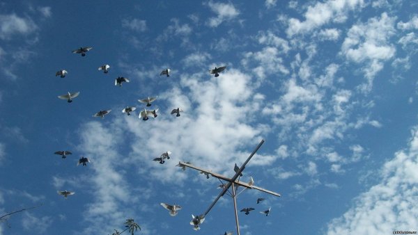 Пейзаж с голубями