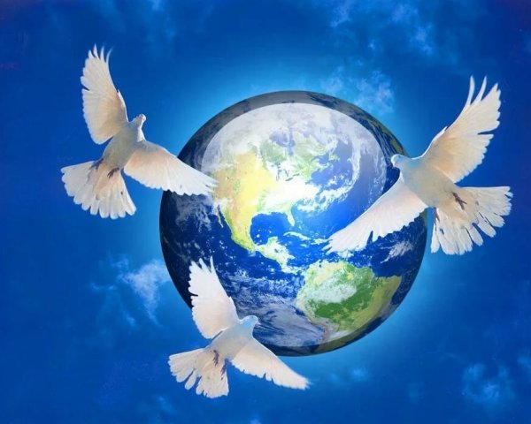 Белые птицы в небе