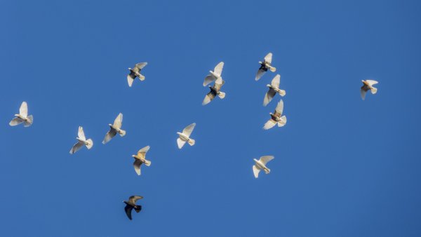 Красивый голубь в небе