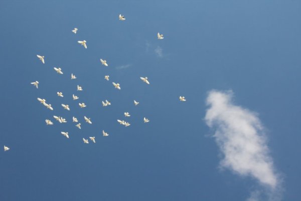 Голуби в небе