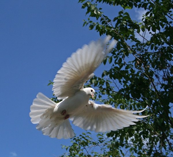 Птицы над Церковью