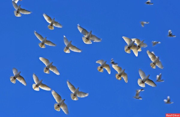 Стая голубей в небе