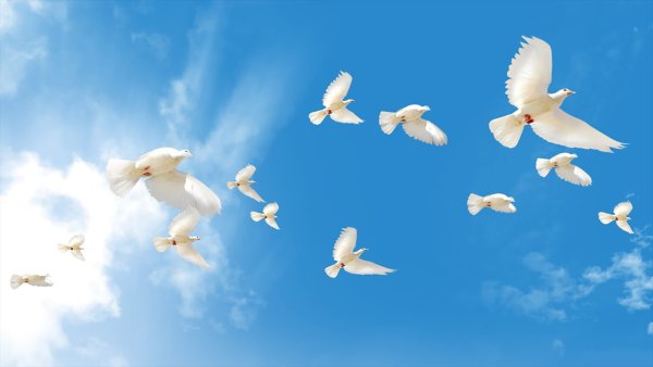 Три голубя в небе