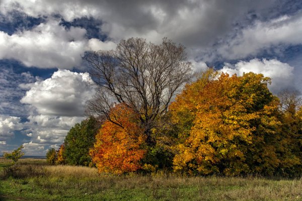 Лес Кировской области осень