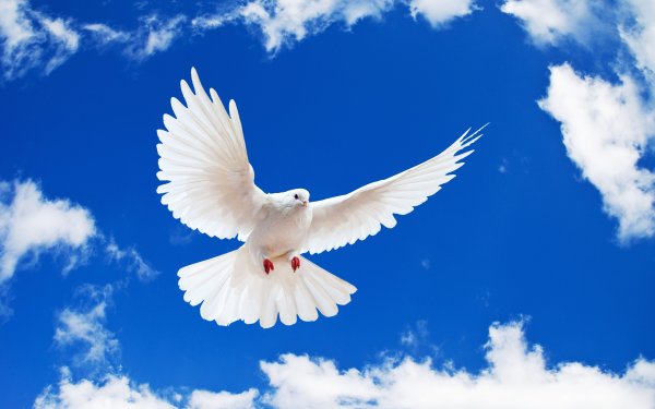 Голуби на голубом небе