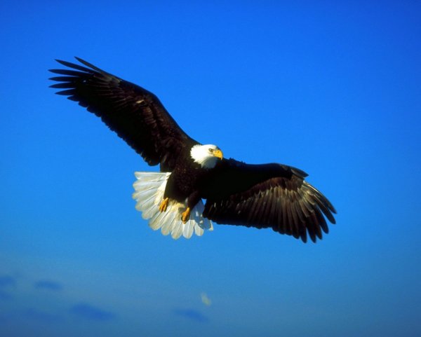 Парящий белоголовый Орел