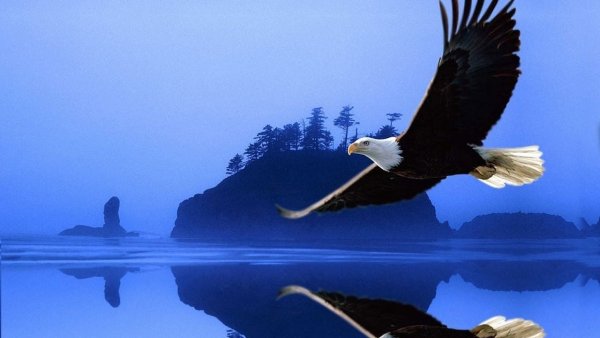 Орел в полете