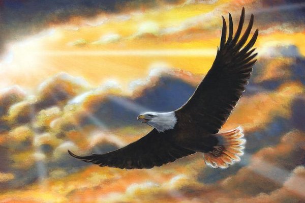 Орел в полете на закате