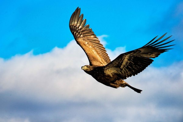 Орел на фоне заката