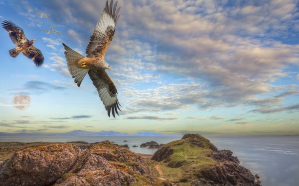 Орел парящий в небе