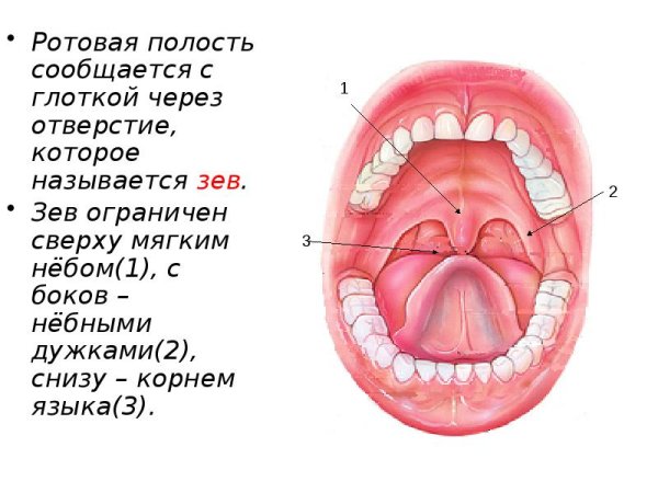 Сыпь корь краснуха сыпь