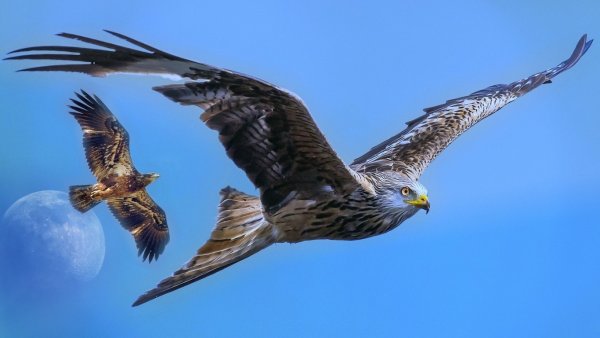 Орел в Свободном полете