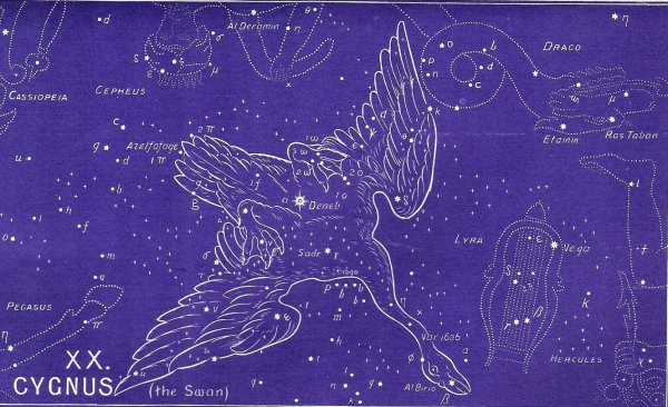 Изображение созвездия лебедь