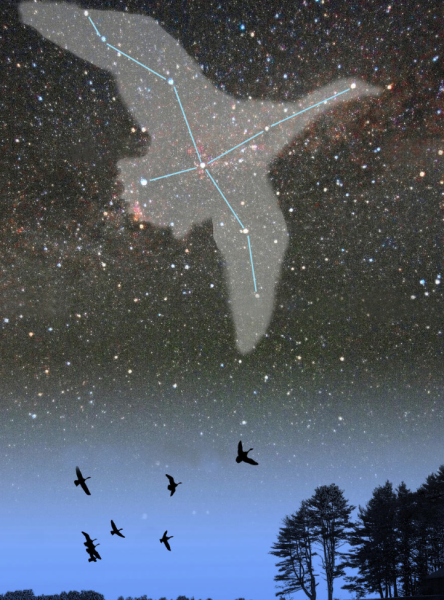 Созвездие лебедь на Млечном пути