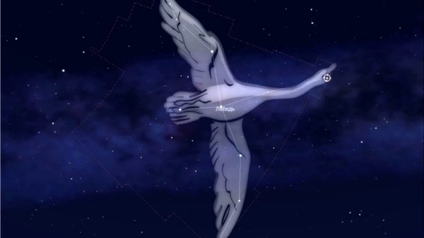 Созвездие лебедь