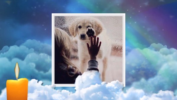 Облака для животных в раю