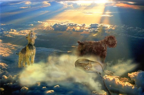 Художник Джим Уоррен картины