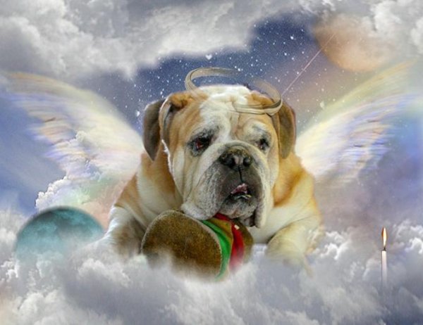 Стихи о собаке ушедшей на радугу