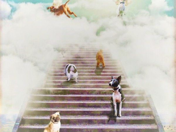 В память о любимой собаке