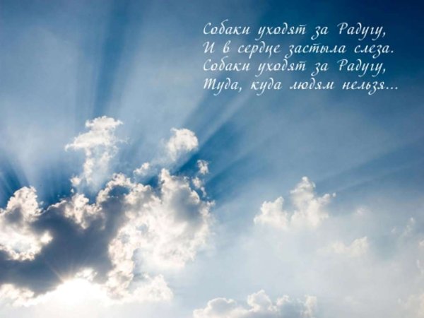 Собаки уходят за радугу