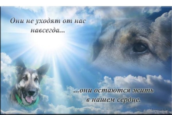 Собака на радуге