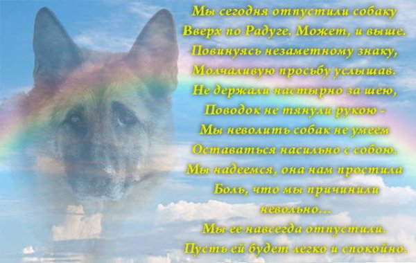 Стихи про погибших собак