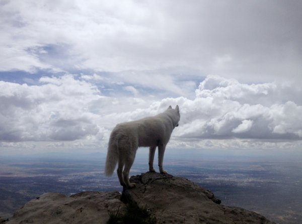 Стихи о собаке ушедшей на радугу