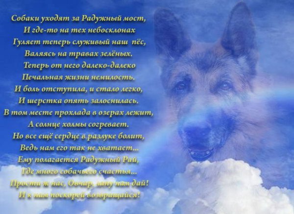 Стихи на смерть собаки