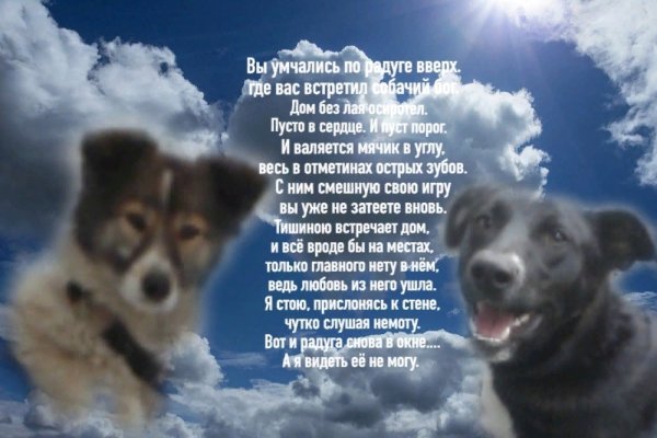 Кошка на небесах