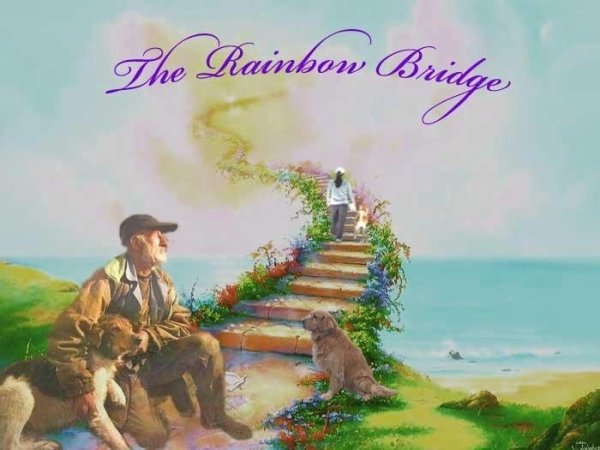 Кошка на радуге