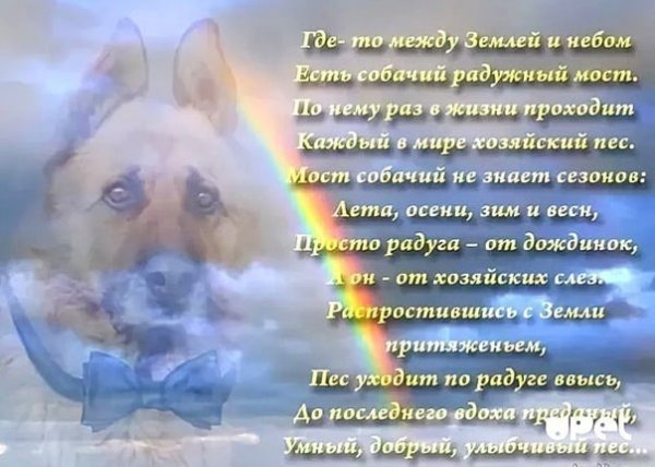 Собака на радуге стихи
