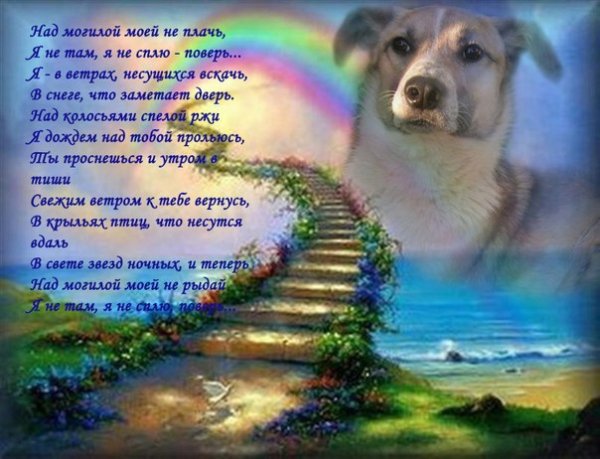 Собака облако