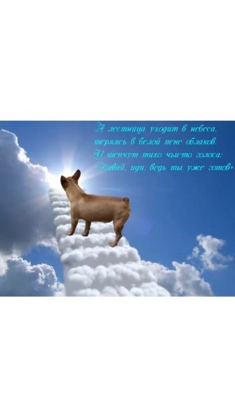 Котенок Радуга