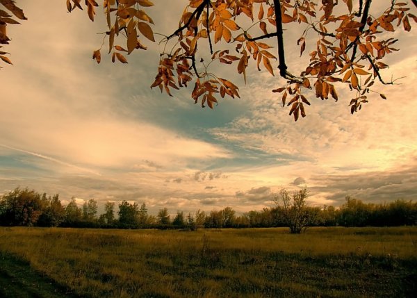 Уж небо осенью дышало рисунок к стихотворению