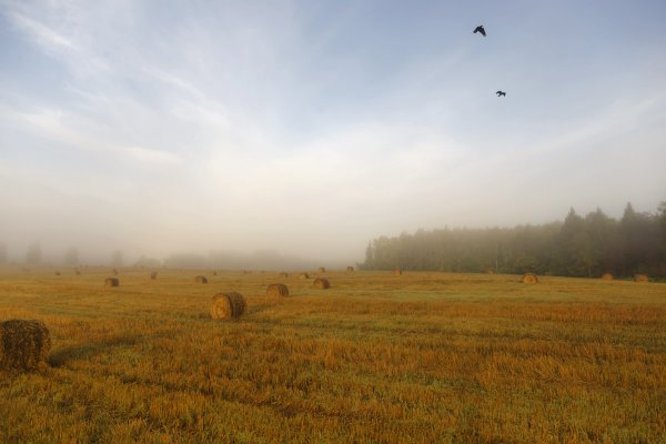 Гусей крикливых Караван