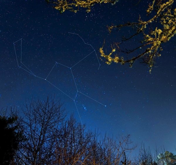 Звезда Беллатрикс Ориона