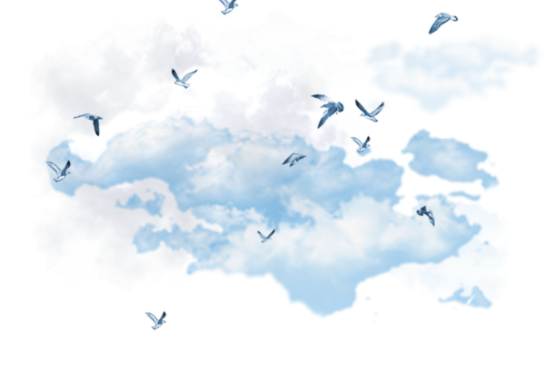 Птицы в небе без фона