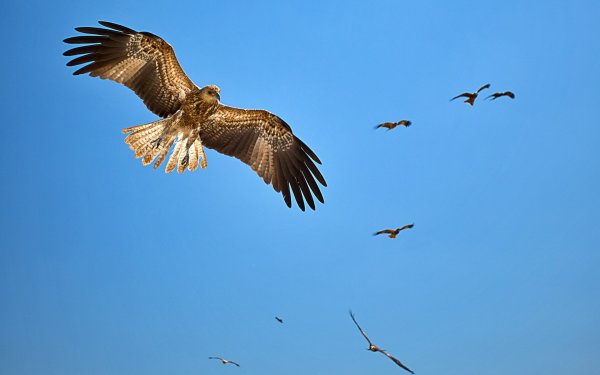 Орел парящий в небе
